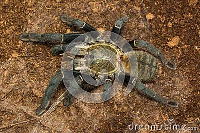 22318 chinese bird tarantula molting