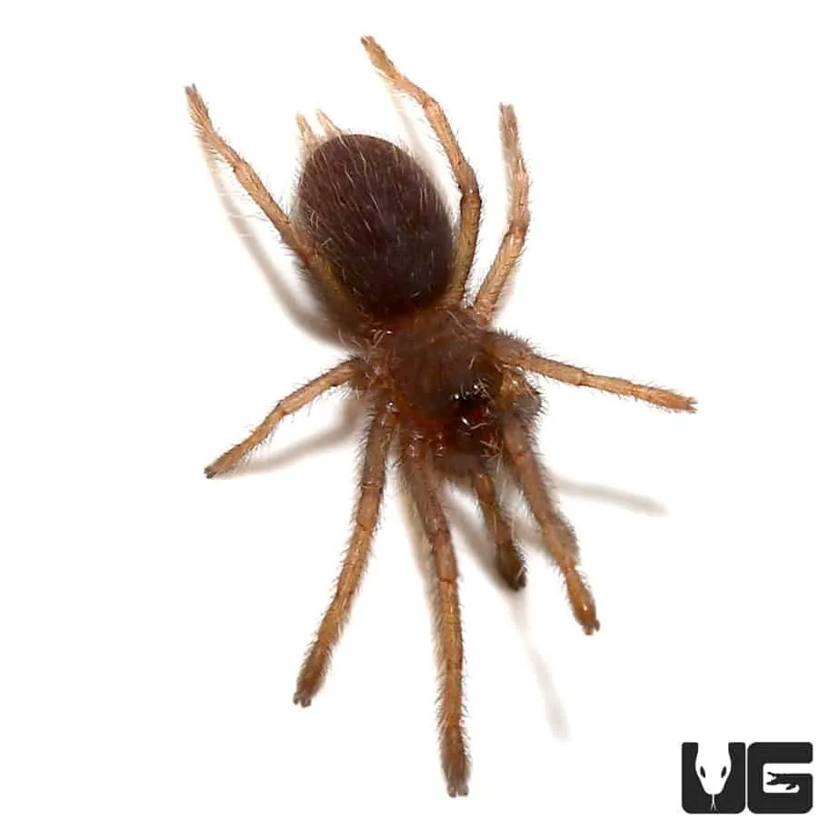 22318 chinese bird tarantula overview