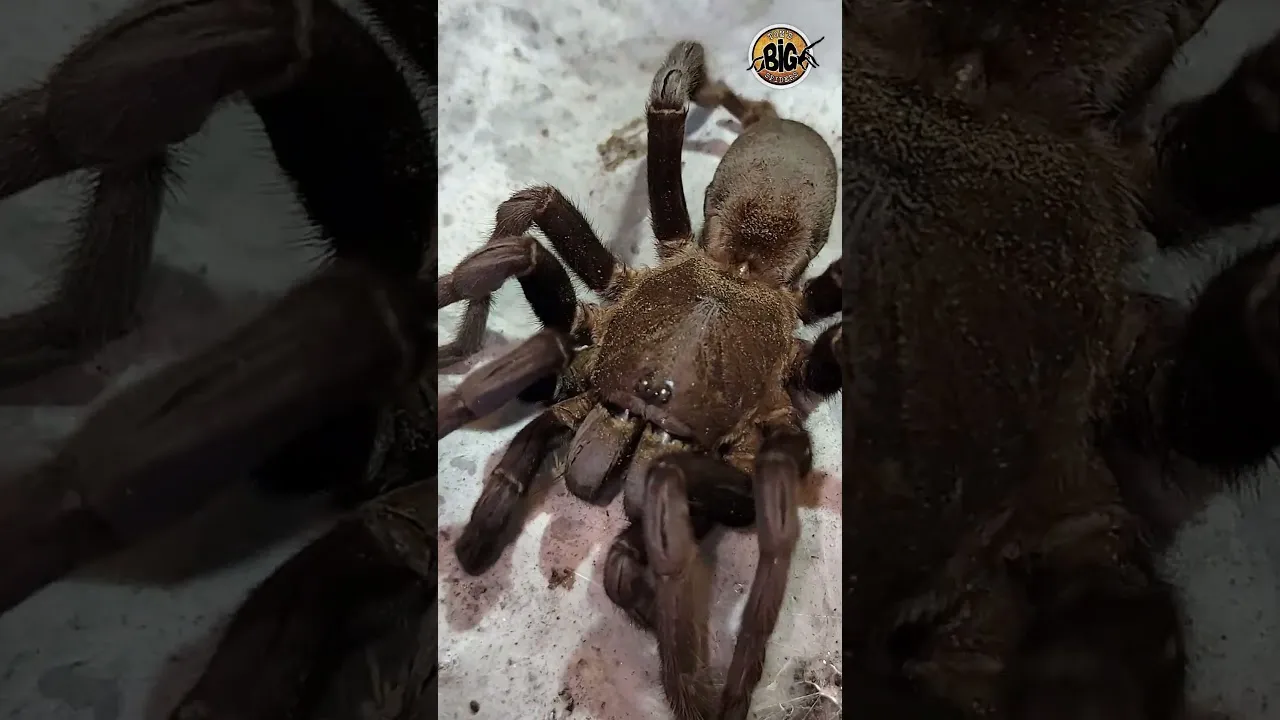 22318 chinese bird tarantula substrate