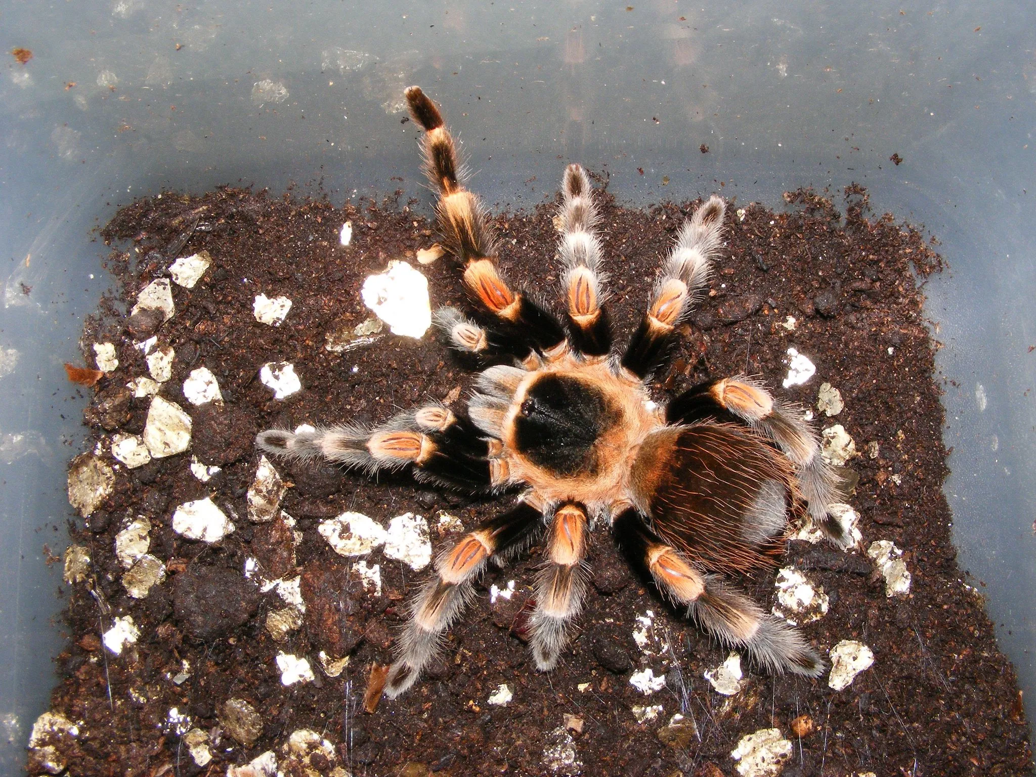 22320 mexican redknee tarantula cricket