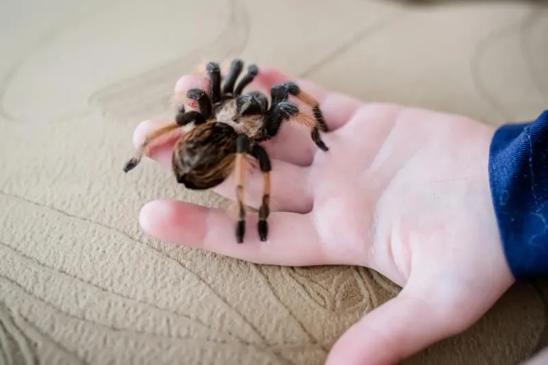 22320 mexican redknee tarantula feeding