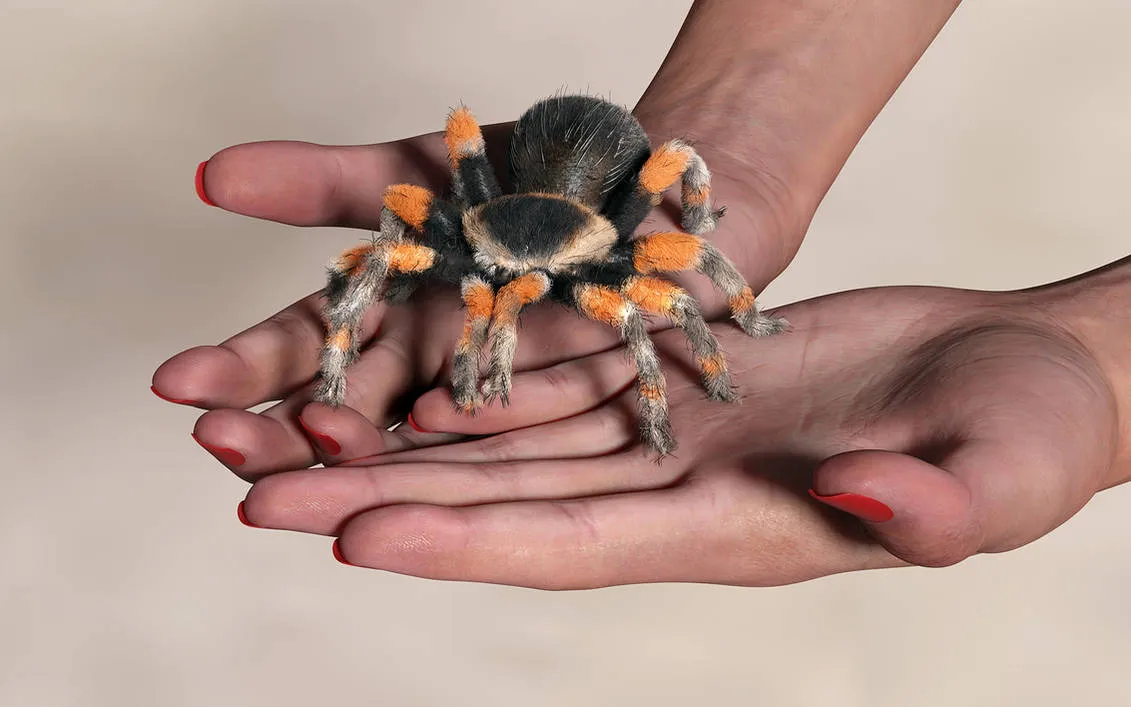 22320 mexican redknee tarantula mealworm