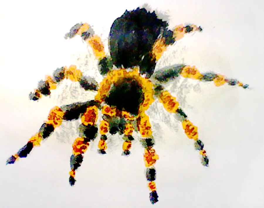 /img/22320-mexican-redknee-tarantula-molting.webp