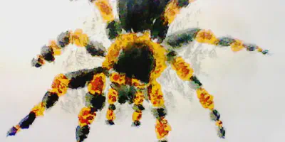 /img/22320-mexican-redknee-tarantula-molting.webp