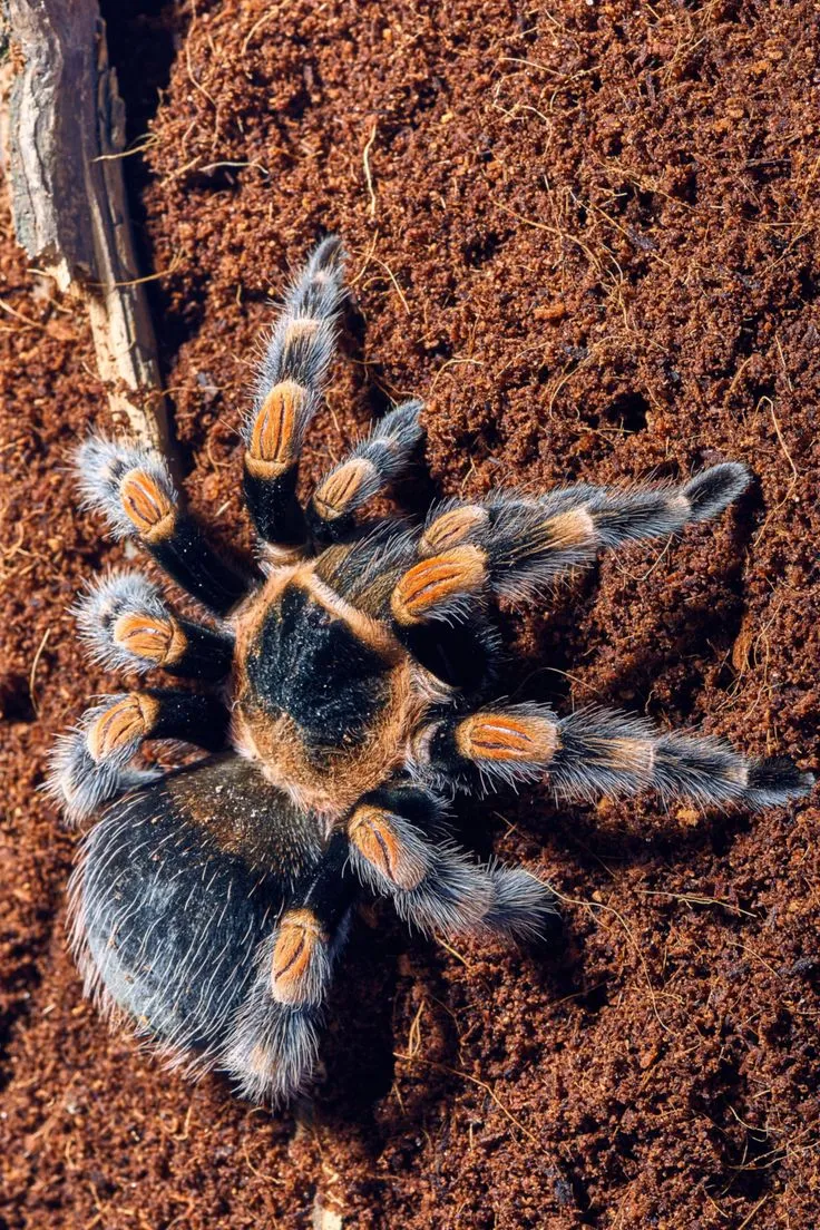 22320 mexican redknee tarantula prey
