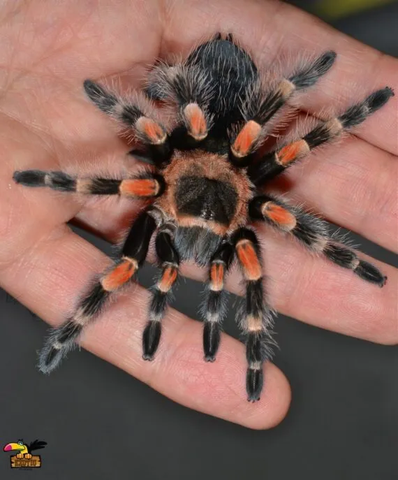 22320 mexican redknee tarantula roach