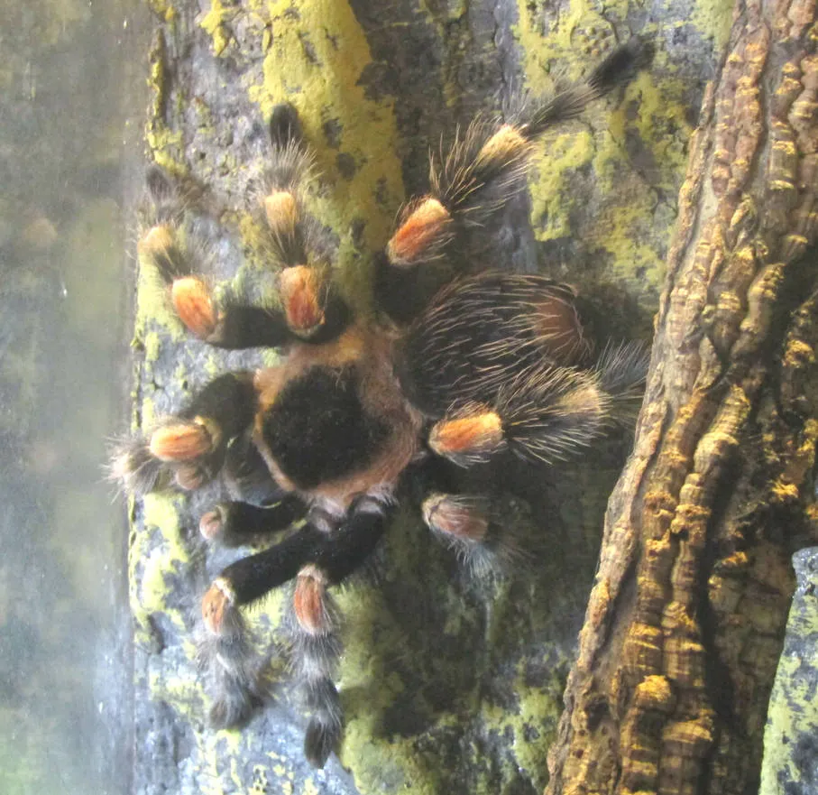 22320 mexican redknee tarantula water