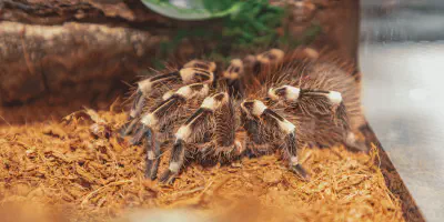 /img/22325-tarantula-cleaning.webp