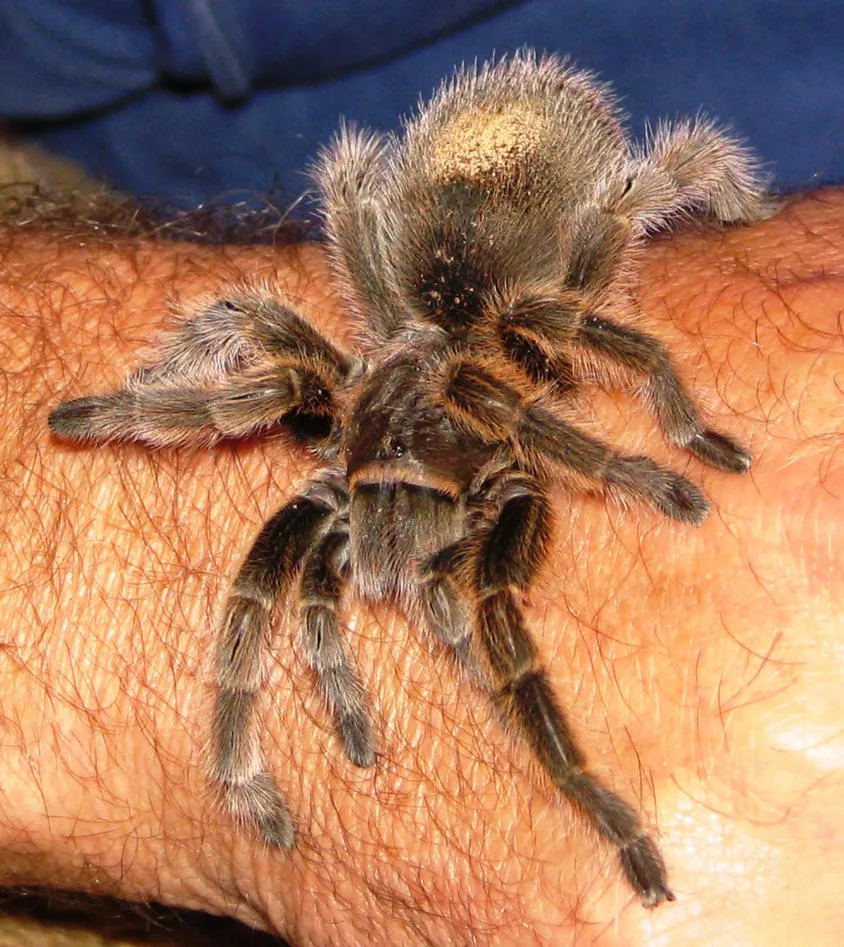 22325 tarantula feeding
