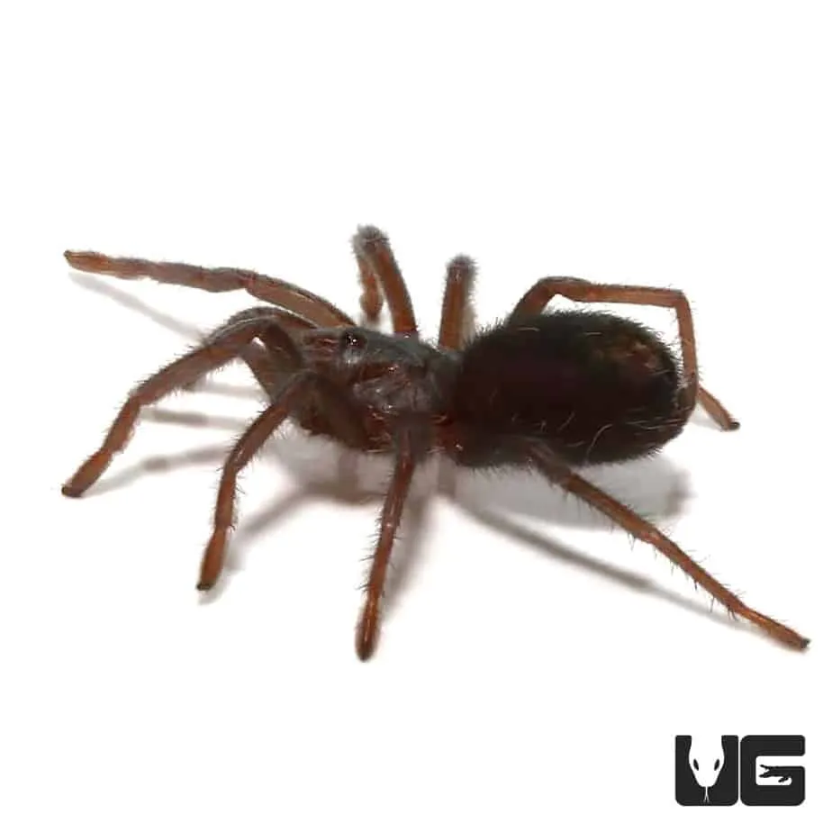 22325 tarantula handling