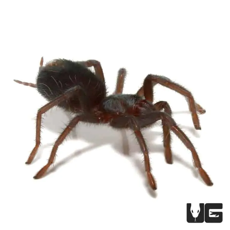 22325 tarantula water