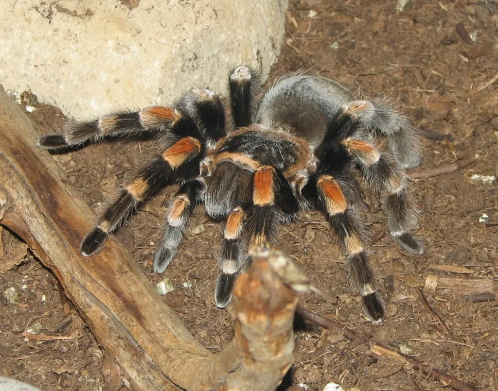 22326 tarantula aggressive