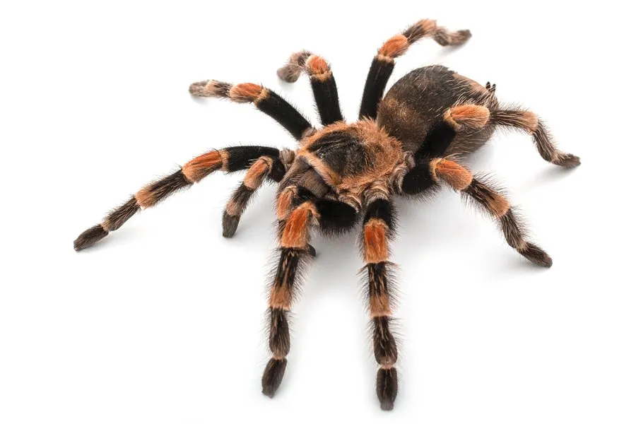 /img/22326-tarantula-future.webp