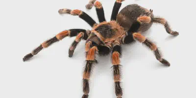 /img/22326-tarantula-future.webp