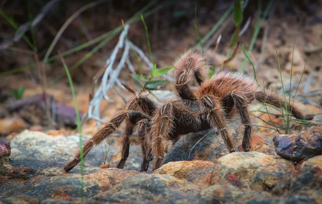 22326 tarantula journal