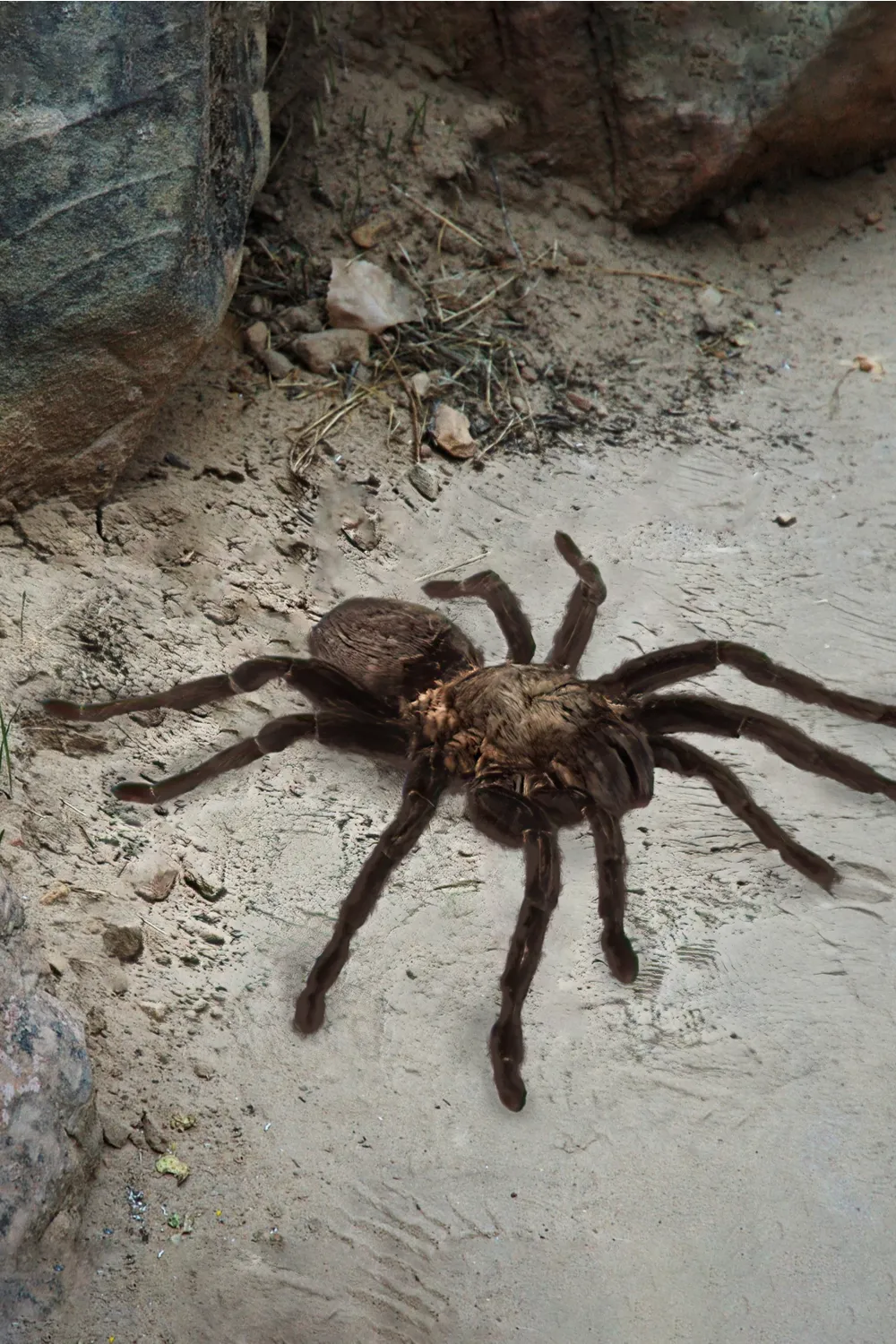 22326 tarantula legs