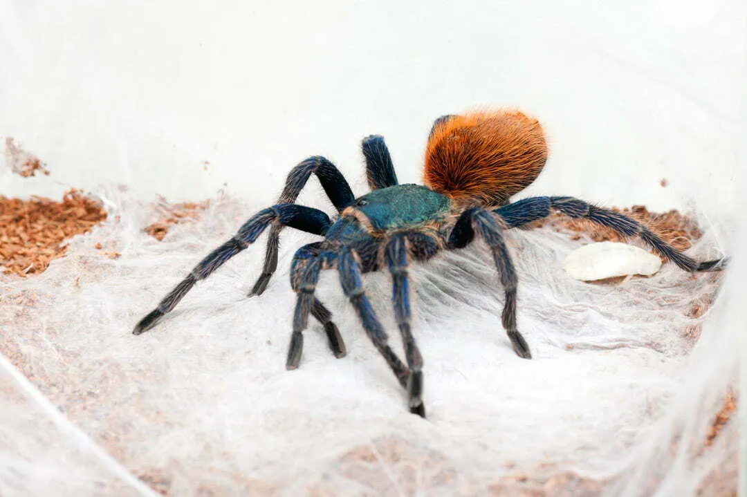 22326 tarantula mating