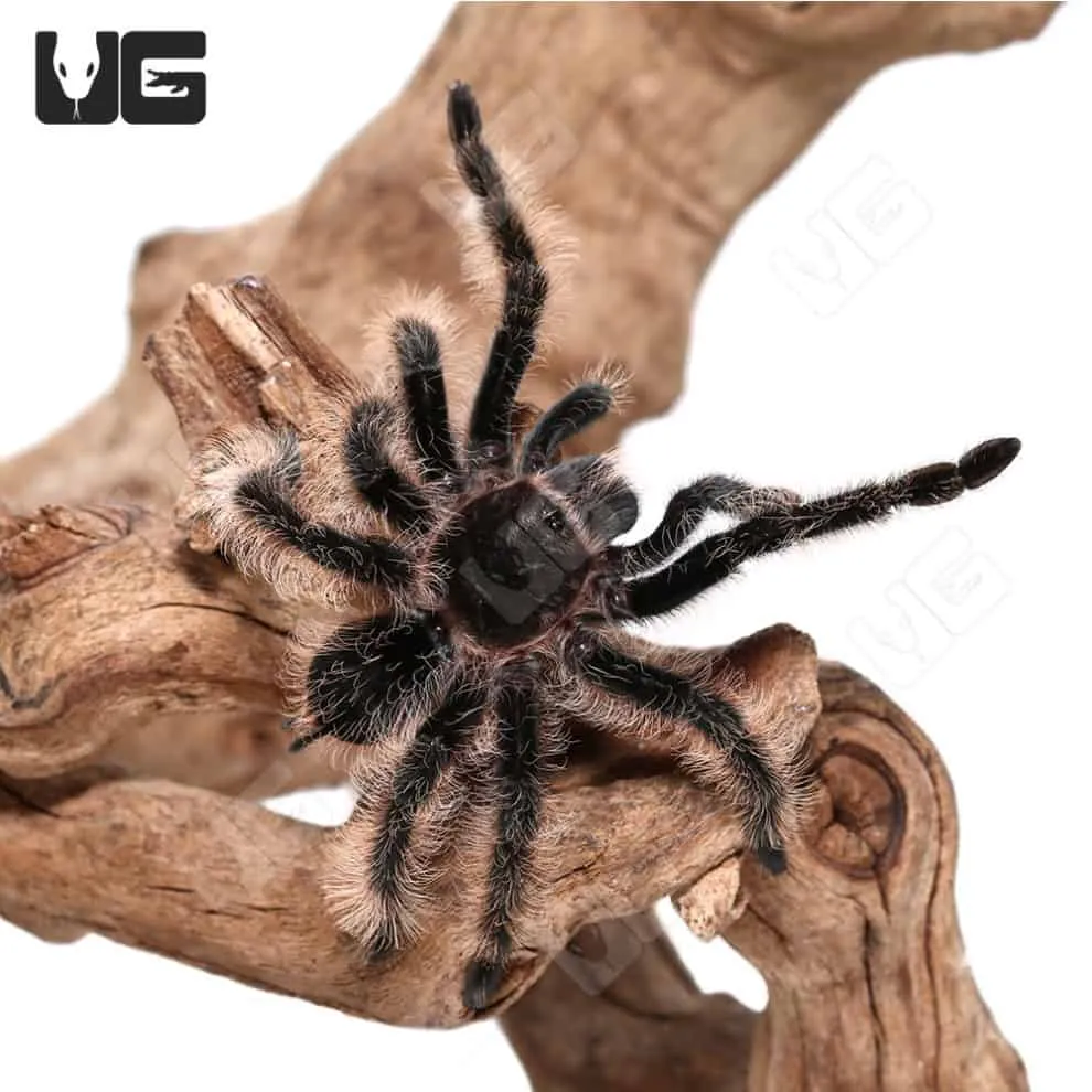 22328 curly hair tarantula habitat