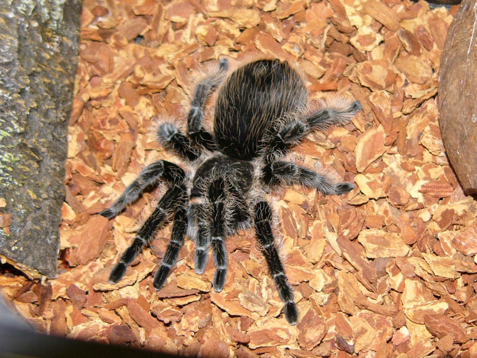 22328 curly hair tarantula in habitat