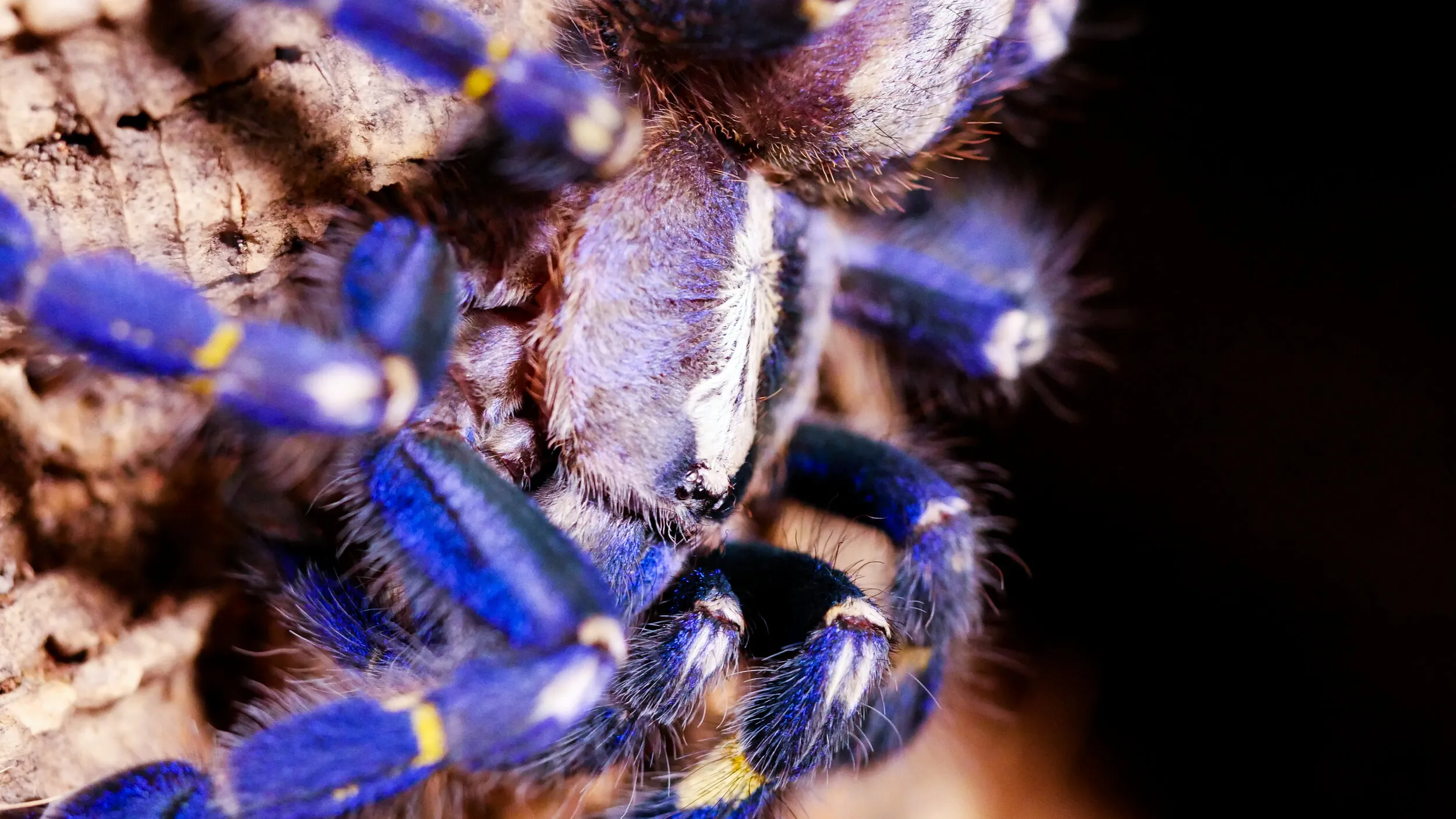 22329 arboreal tarantula