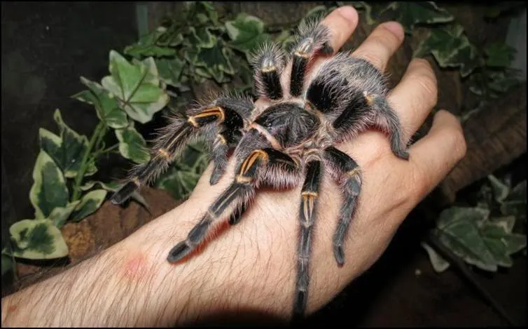 22329 tarantula enclosure
