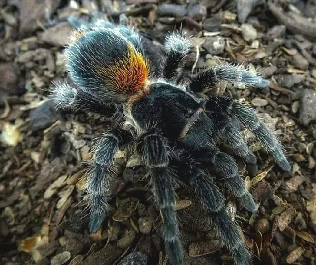 /img/22329-tarantula-health.webp