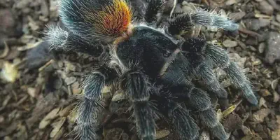 /img/22329-tarantula-health.webp