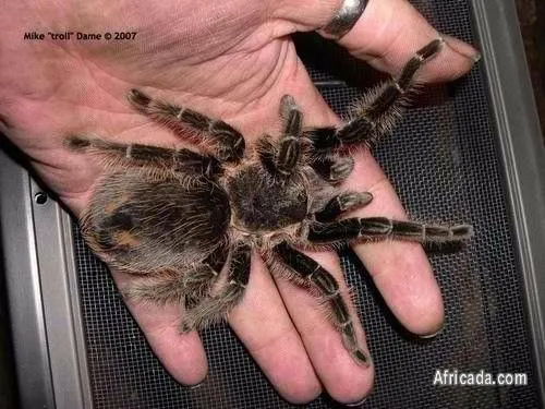 22329 terrestrial tarantula