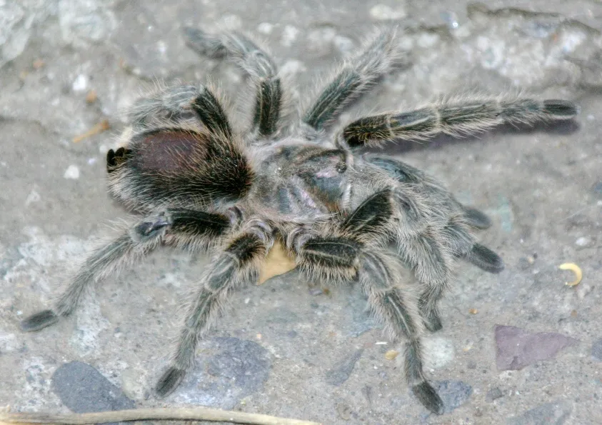 22330 greece tarantula distribution