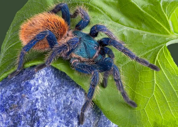 22330 tarantula encounter greece
