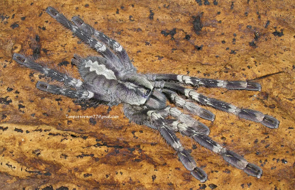 22330 tarantula feeding greece
