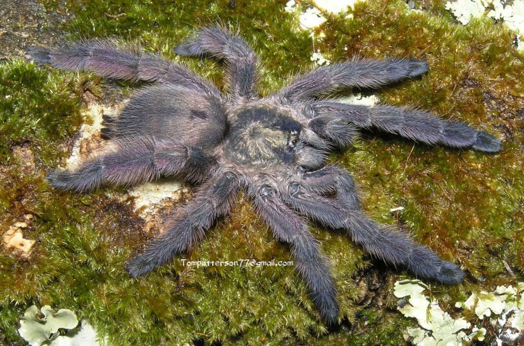 22330 tarantula habitat greece
