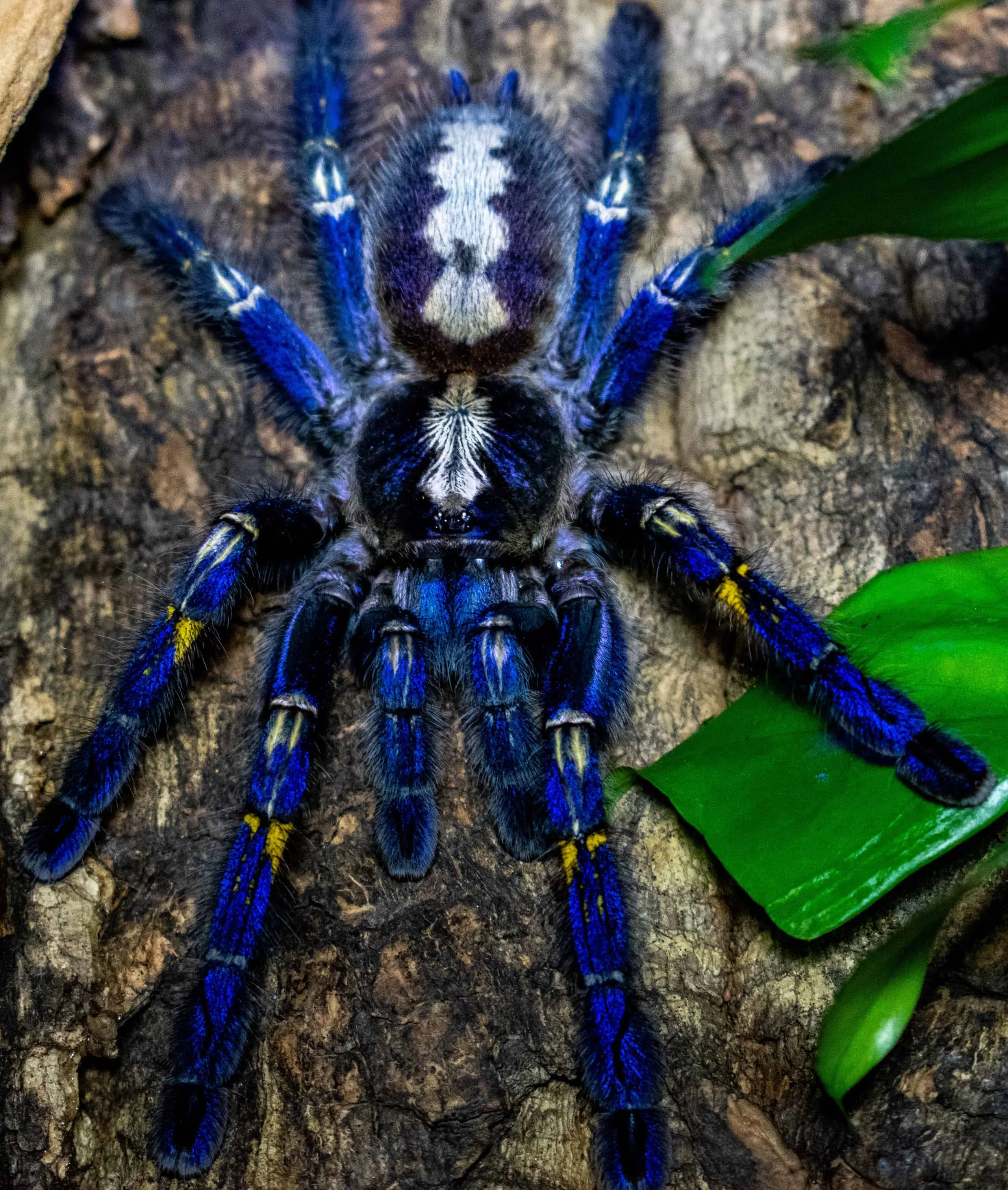 /img/22330-tarantula-myths-greece.webp