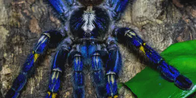 /img/22330-tarantula-myths-greece.webp