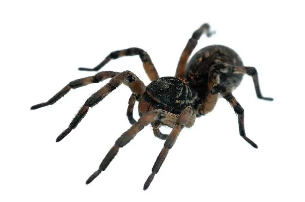 22330 tarantula species greece