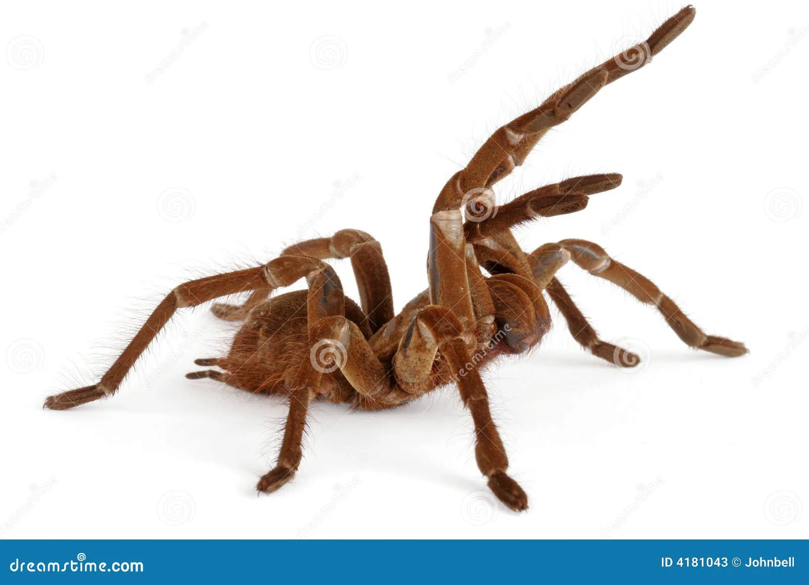 /img/22337-goliath-birdeater-habitat.webp