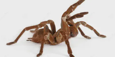 /img/22337-goliath-birdeater-habitat.webp