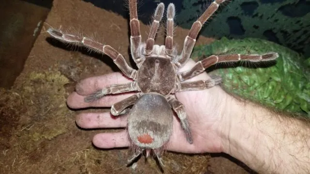 22337 goliath birdeater lifespan