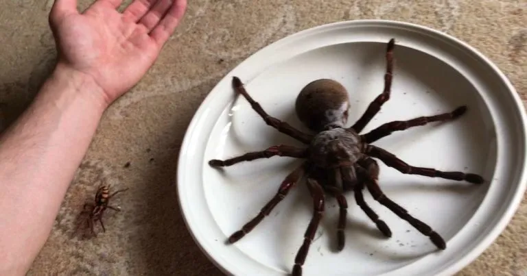 22337 goliath birdeater molting