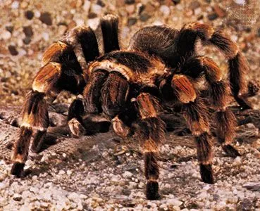 22339 tarantula roda handling