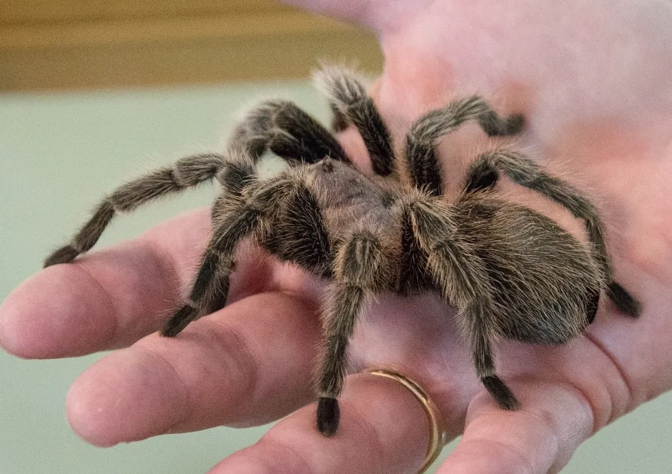 22339 tarantula roda identification