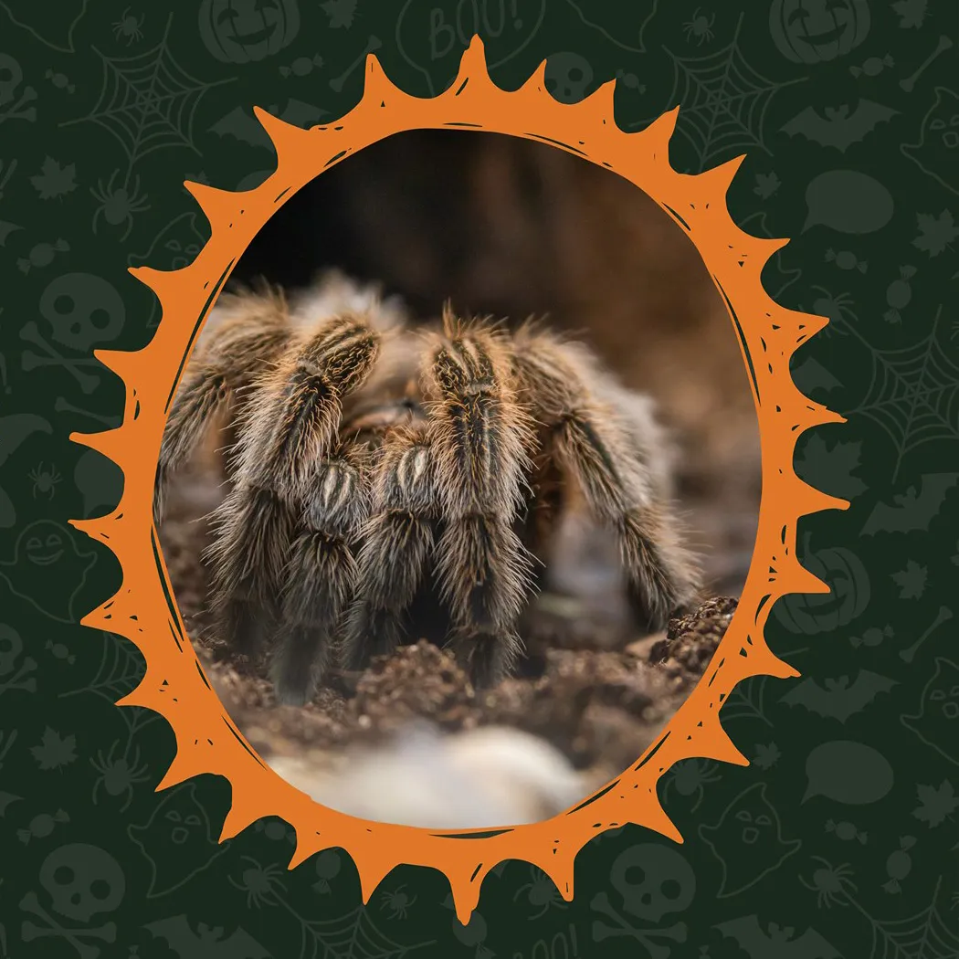 22339 tarantula roda shedding