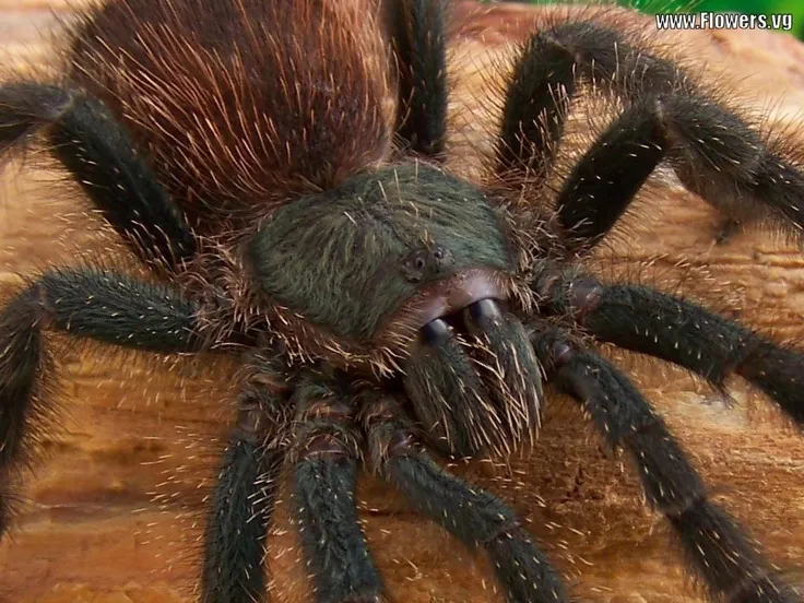 /img/22339-tarantula-roda-temperature.webp