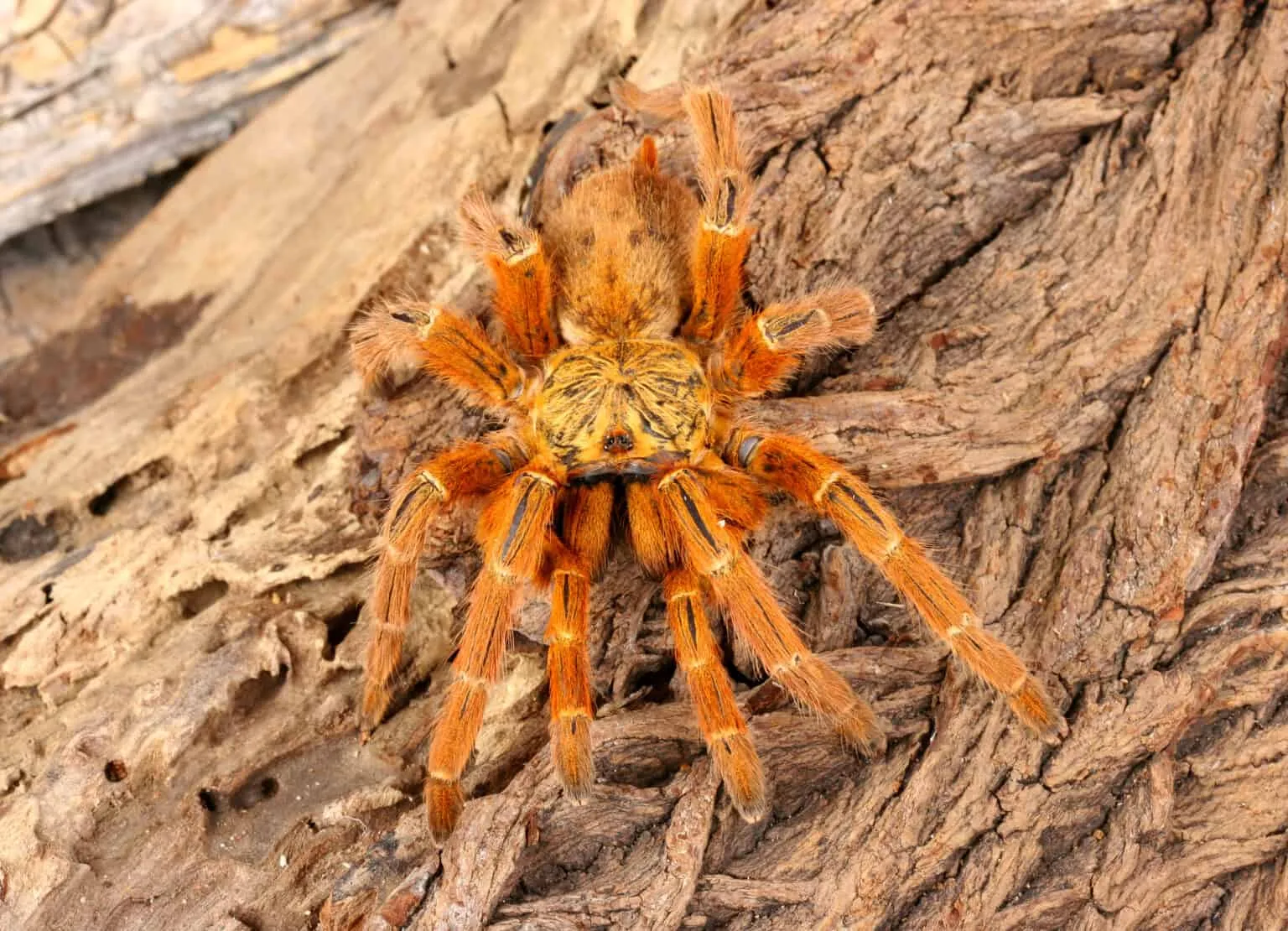 /img/22342-tarantula-conservation.webp