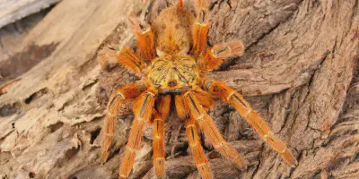 /img/22342-tarantula-conservation.webp