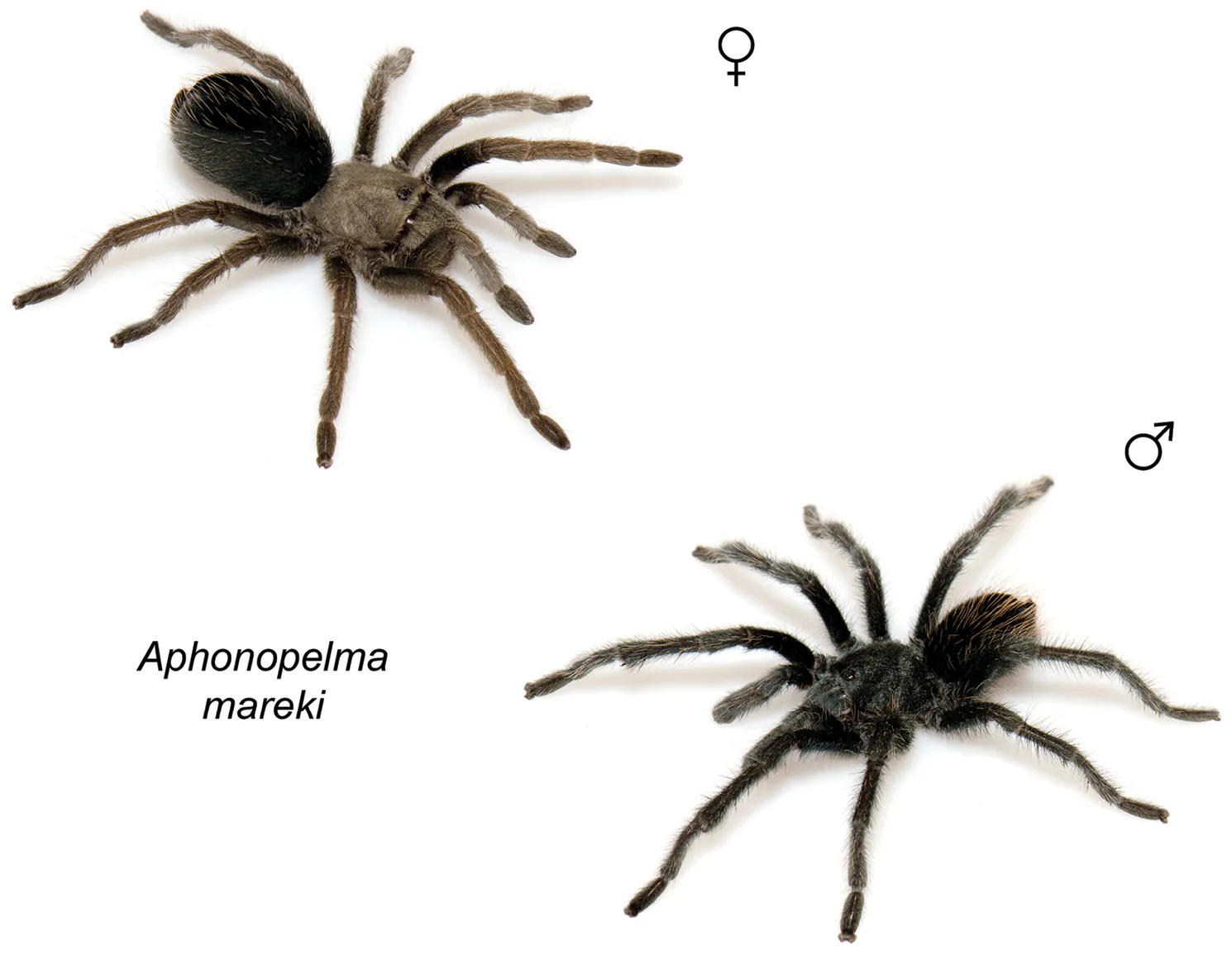 22342 tarantula scientific classification
