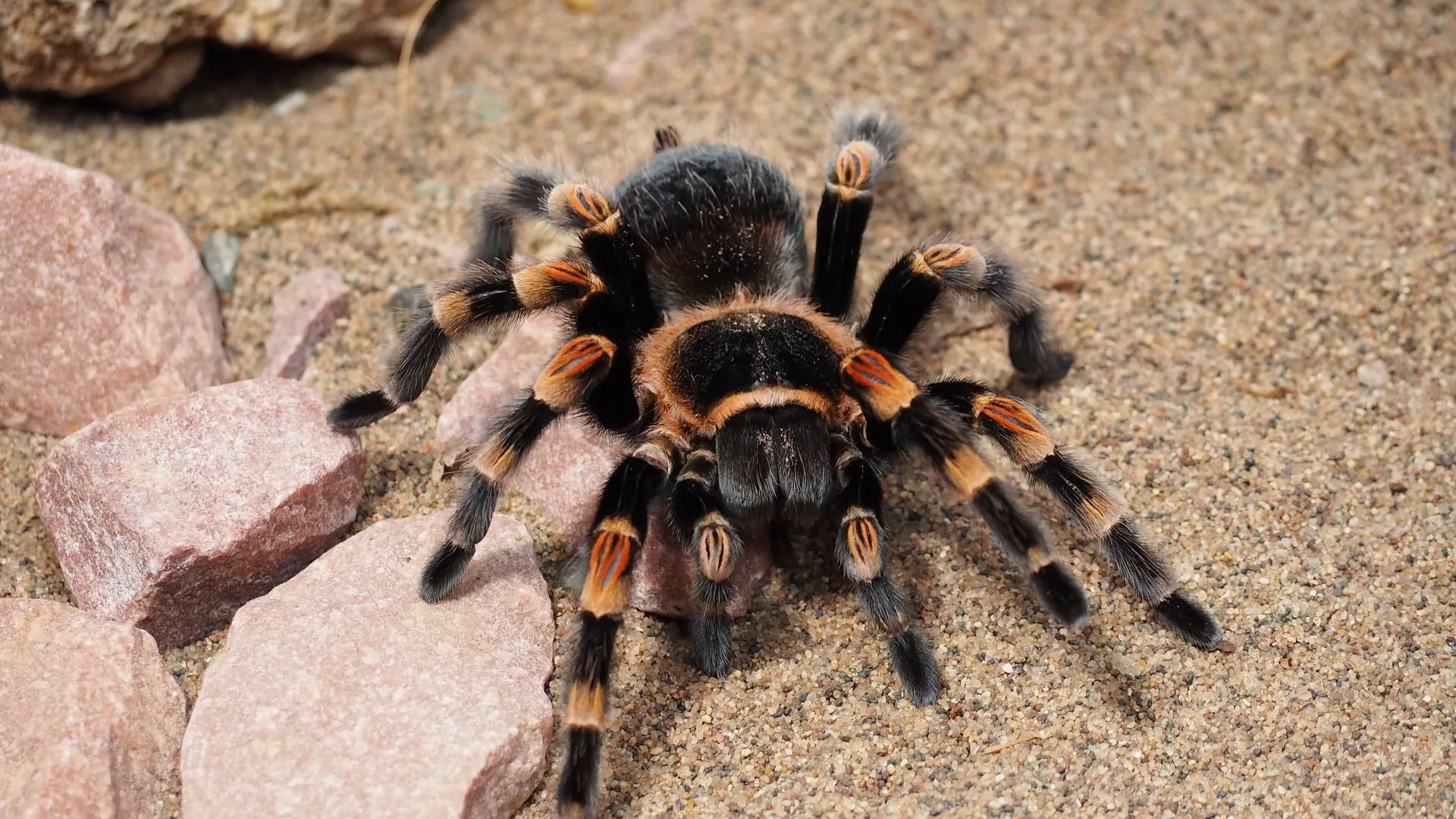 22342 tarantula species diversity