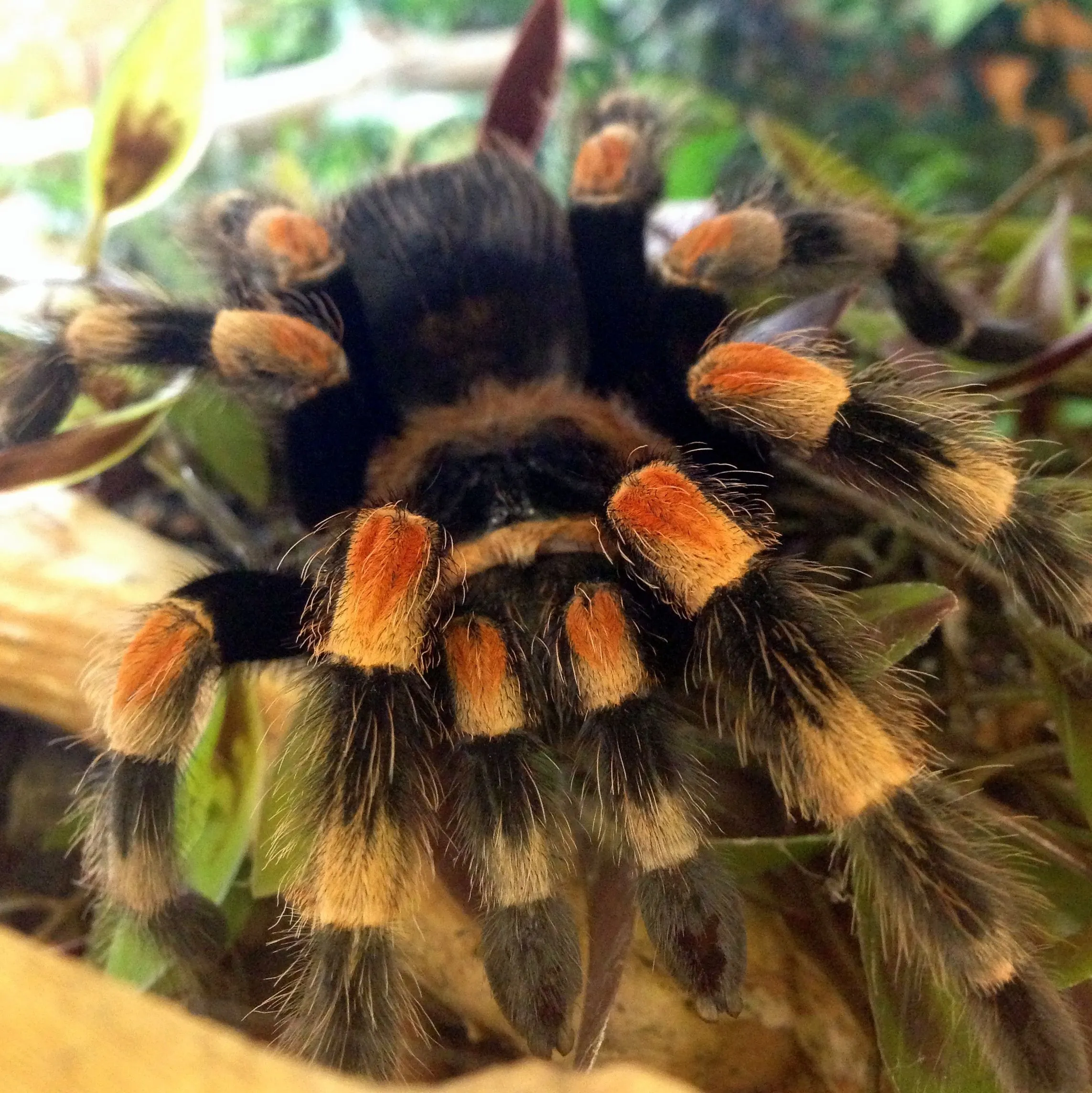 22344 yellow knee tarantula breeding