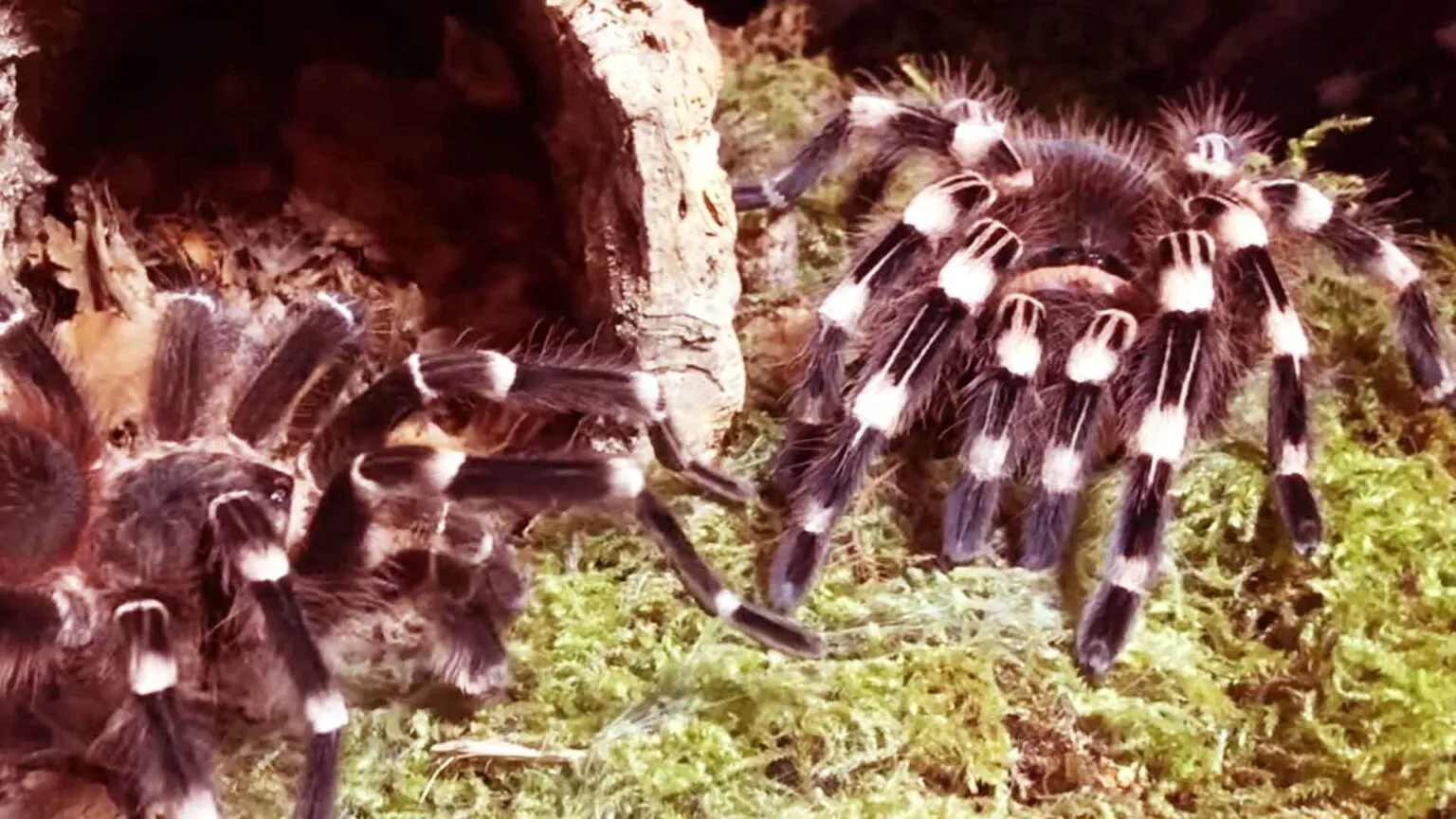 22344 yellow knee tarantula close up
