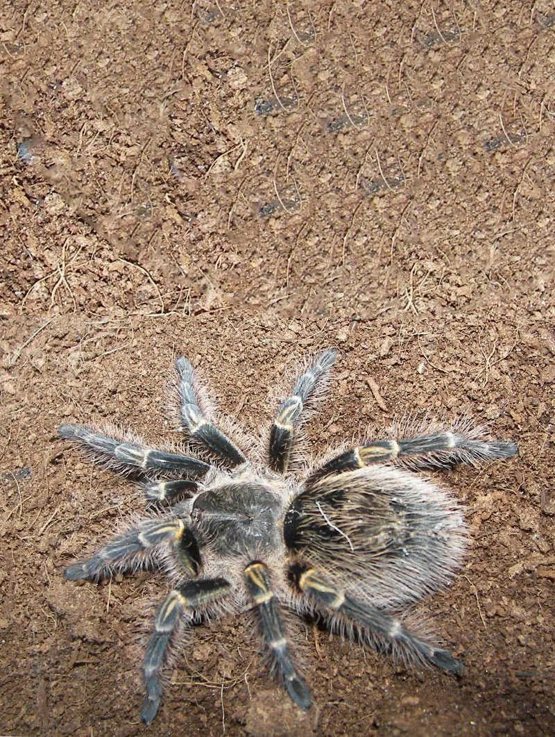 22344 yellow knee tarantula feeding